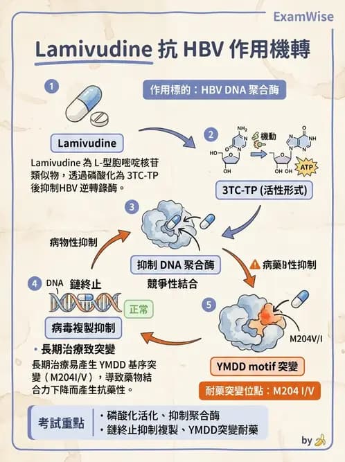 醫檢師 - B型肝炎病毒 - AI 圖文解析預覽