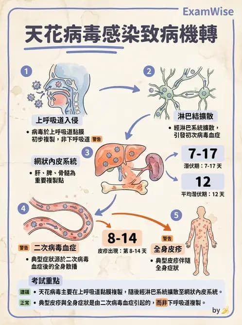 醫檢師 - 腺病毒與痘病毒 - AI 圖文解析預覽