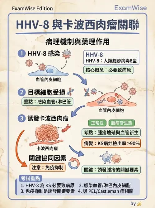 醫檢師 - 疱疹病毒科 - AI 圖文解析預覽