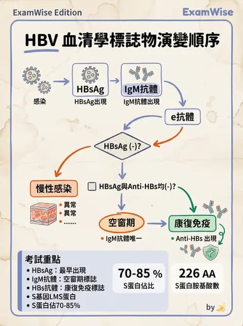 醫檢師 - B型肝炎病毒 - AI 圖文解析預覽