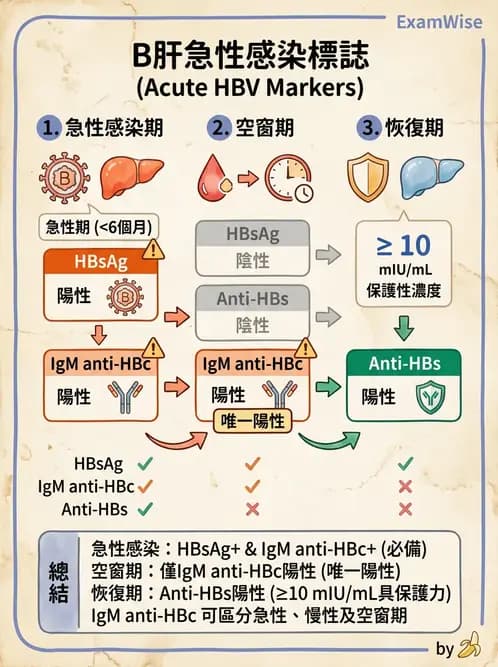 醫檢師 - B型肝炎病毒 - AI 圖文解析預覽