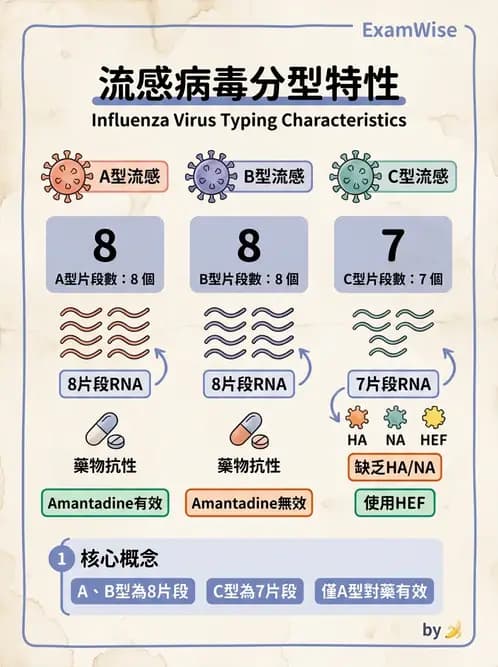 醫檢師 - 正黏液病毒科(流感) - AI 圖文解析預覽