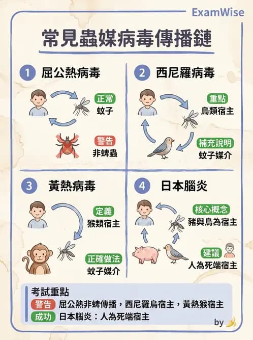 醫檢師 - 黃病毒科與蟲媒病毒 - AI 圖文解析預覽