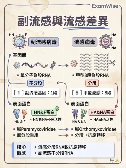 醫檢師 - 副黏液病毒科 - AI 圖文解析預覽