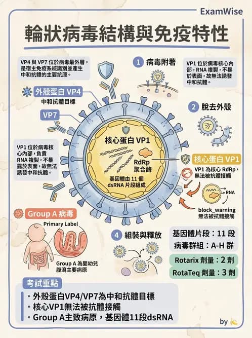 醫檢師 - 其他RNA病毒 - AI 圖文解析預覽