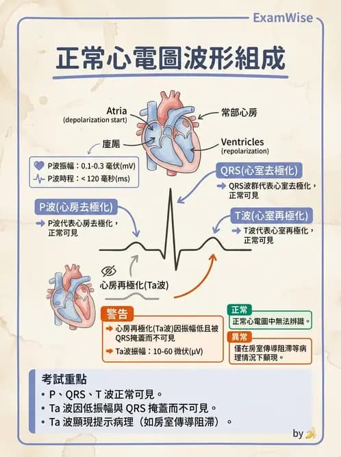 醫檢師 - 心電圖基礎與判讀 - AI 圖文解析預覽