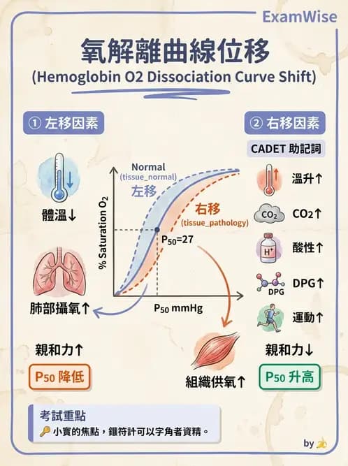 醫檢師 - 血液氣體分析 - AI 圖文解析預覽