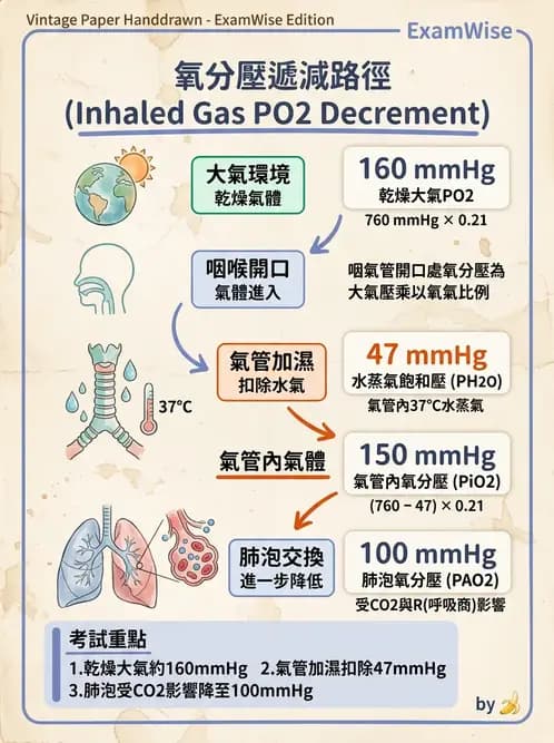 醫檢師 - 肺功能基礎與指標 - AI 圖文解析預覽