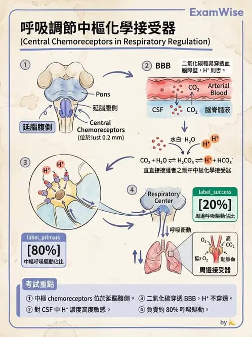 醫檢師 - 肺功能基礎與指標 - AI 圖文解析預覽