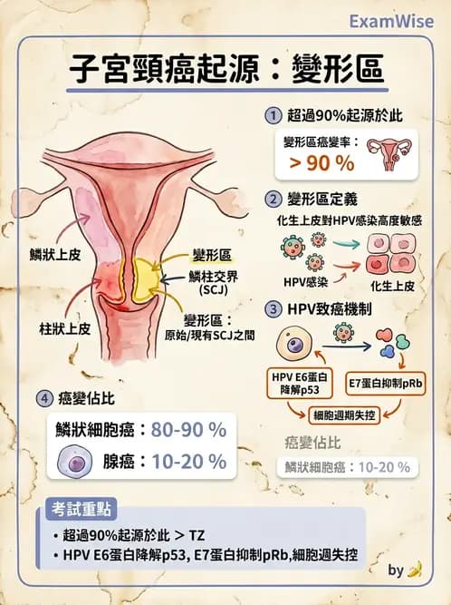 醫檢師 - 乳房及女性生殖疾病 - AI 圖文解析預覽
