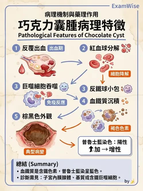 醫檢師 - 乳房及女性生殖疾病 - AI 圖文解析預覽