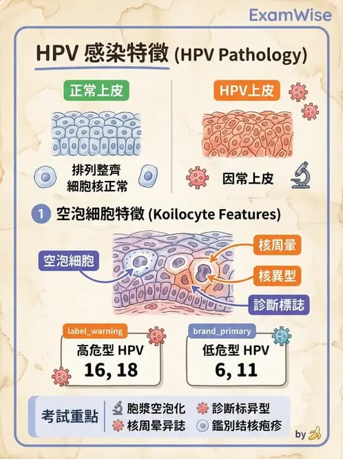 醫檢師 - 感染 - AI 圖文解析預覽