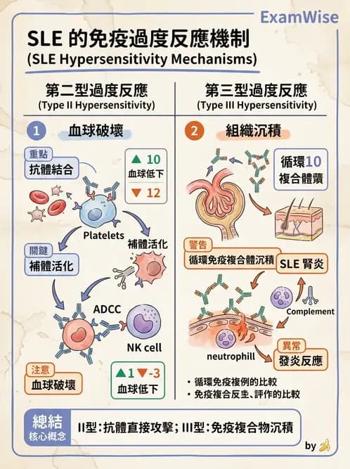 醫檢師 - 免疫疾病 - AI 圖文解析預覽
