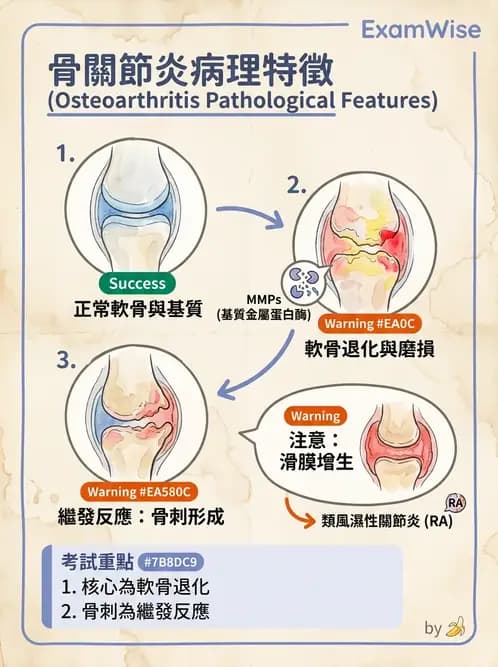 醫檢師 - 骨骼及軟組織疾病 - AI 圖文解析預覽