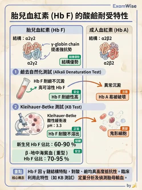 醫檢師 - 溶血性貧血與血色素病變 - AI 圖文解析預覽