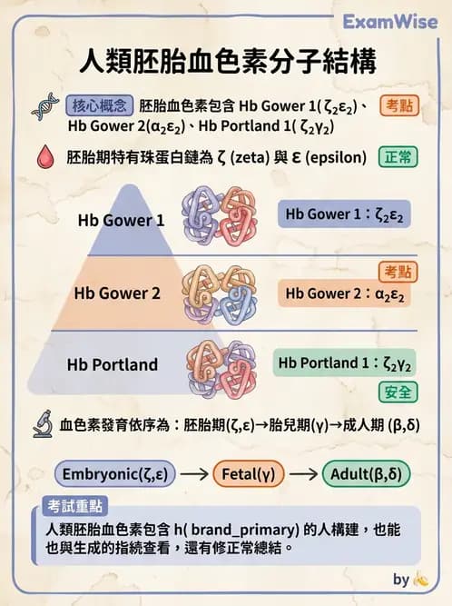 醫檢師 - 紅血球生理與形態 - AI 圖文解析預覽