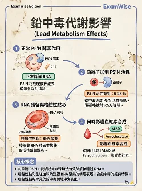 醫檢師 - 溶血性貧血與血色素病變 - AI 圖文解析預覽