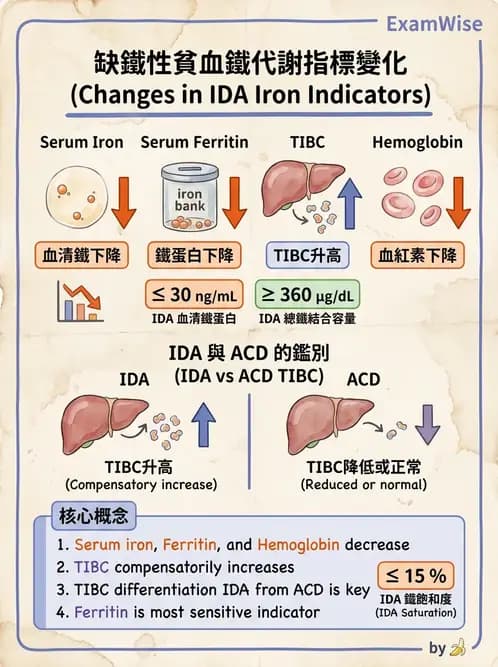 醫檢師 - 貧血診斷與營養缺乏性貧血 - AI 圖文解析預覽