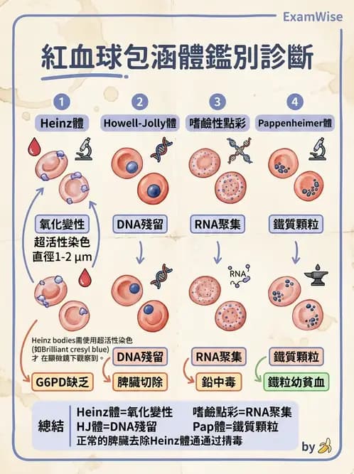 醫檢師 - 紅血球生理與形態 - AI 圖文解析預覽