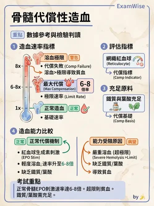 醫檢師 - 紅血球生理與形態 - AI 圖文解析預覽