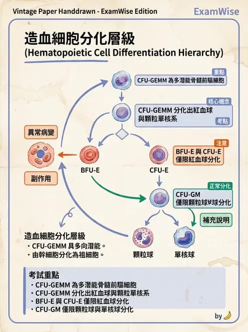 醫檢師 - 紅血球生理與形態 - AI 圖文解析預覽