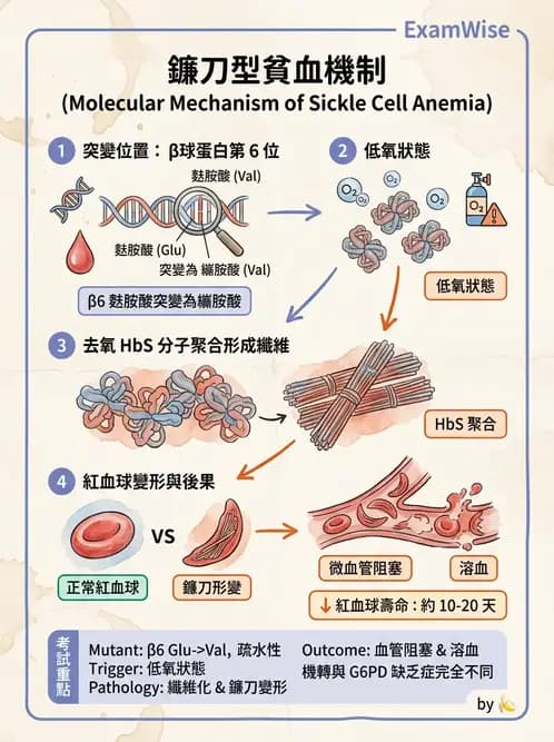 醫檢師 - 溶血性貧血與血色素病變 - AI 圖文解析預覽