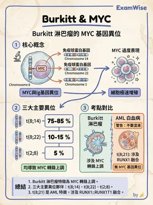 醫檢師 - 淋巴瘤、漿細胞疾病與白血球異常 - AI 圖文解析預覽