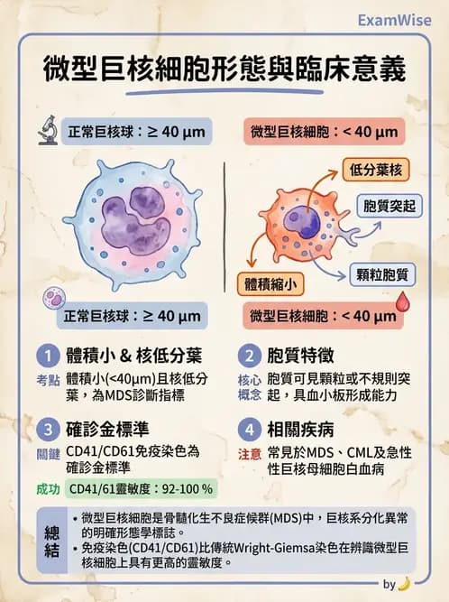 醫檢師 - 白血球生理與形態 - AI 圖文解析預覽