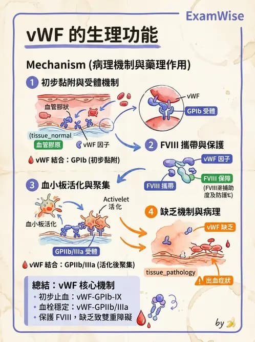 醫檢師 - 血小板與止血生理 - AI 圖文解析預覽