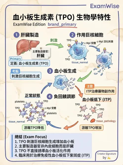 醫檢師 - 血小板與止血生理 - AI 圖文解析預覽