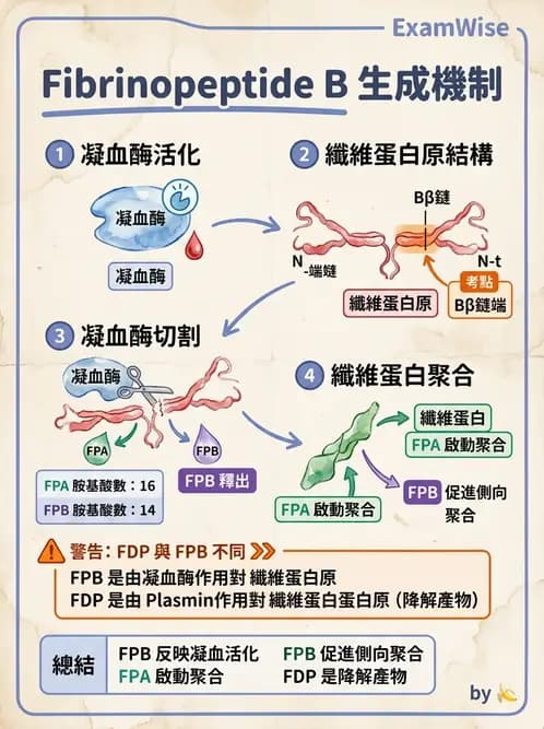 醫檢師 - 凝血因子與凝血檢驗 - AI 圖文解析預覽