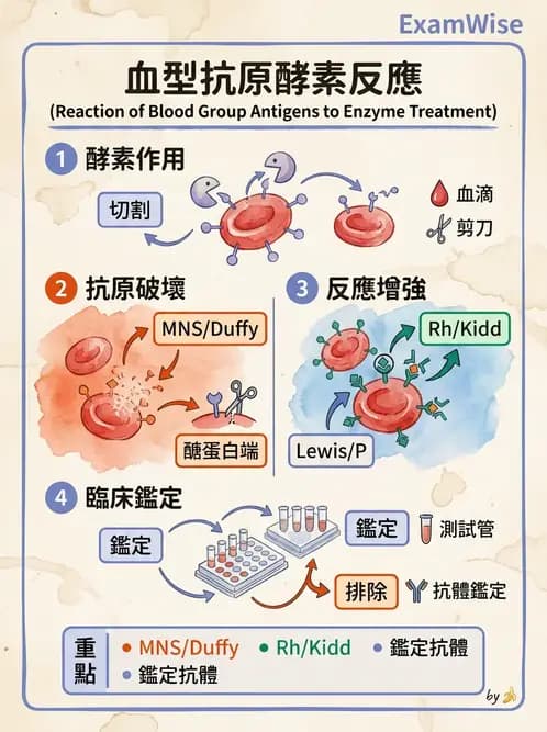 醫檢師 - 紅血球抗原與血型系統 - AI 圖文解析預覽