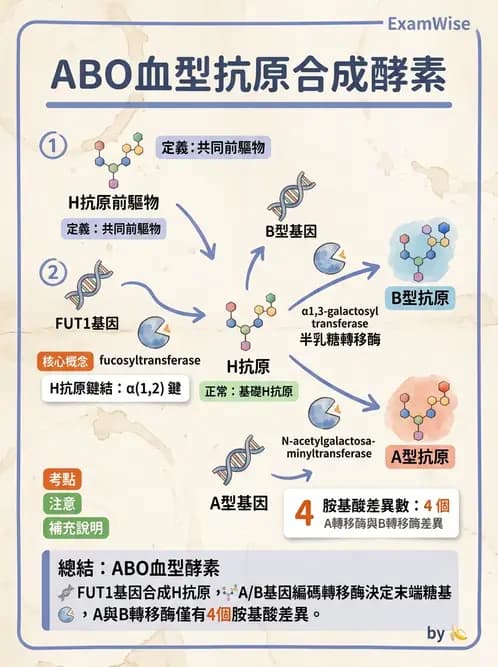 醫檢師 - 紅血球抗原與血型系統 - AI 圖文解析預覽