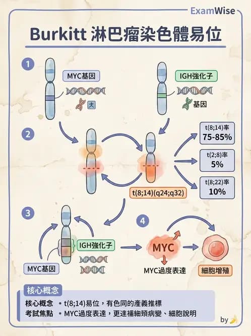 醫檢師 - 淋巴瘤、漿細胞疾病與白血球異常 - AI 圖文解析預覽