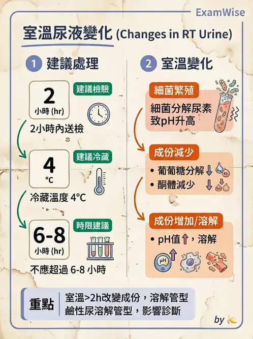 醫檢師 - 尿沉渣鏡檢與物理檢查 - AI 圖文解析預覽