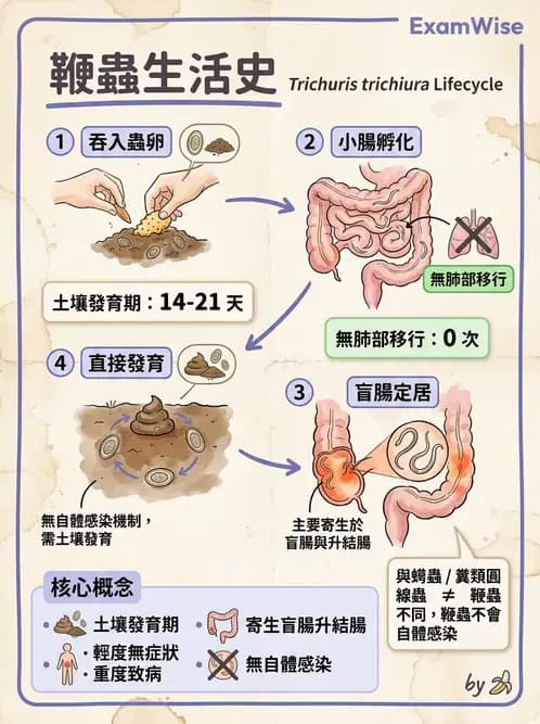 醫檢師 - 寄生蟲檢查-蠕蟲類 - AI 圖文解析預覽