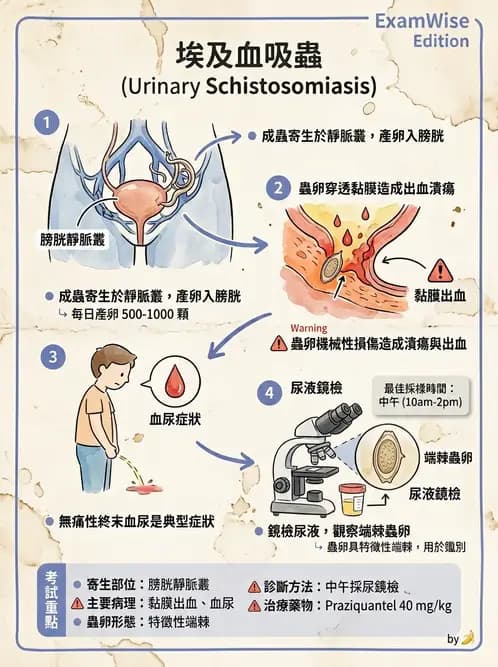 醫檢師 - 寄生蟲檢查-蠕蟲類 - AI 圖文解析預覽
