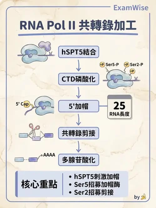 醫檢師 - 基礎分子生物學 - AI 圖文解析預覽