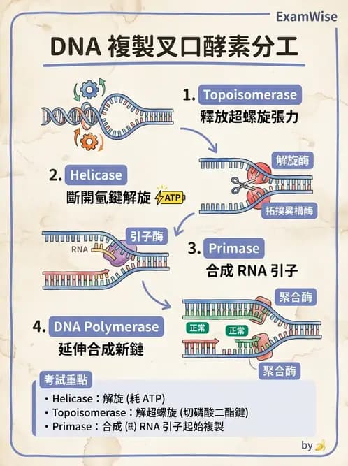 醫檢師 - 基礎分子生物學 - AI 圖文解析預覽