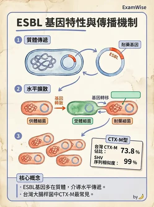 醫檢師 - 感染症分子檢驗 - AI 圖文解析預覽