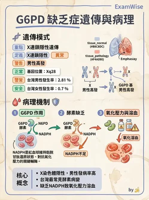 醫檢師 - 遺傳疾病基因檢測 - AI 圖文解析預覽