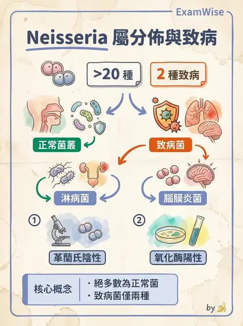 醫檢師 - 奈瑟菌與挑剔性革蘭氏陰性菌 - AI 圖文解析預覽