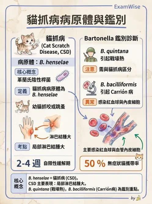 醫檢師 - 奈瑟菌與挑剔性革蘭氏陰性菌 - AI 圖文解析預覽