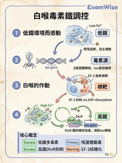 醫檢師 - 鏈球菌與其他革蘭氏陽性桿菌 - AI 圖文解析預覽
