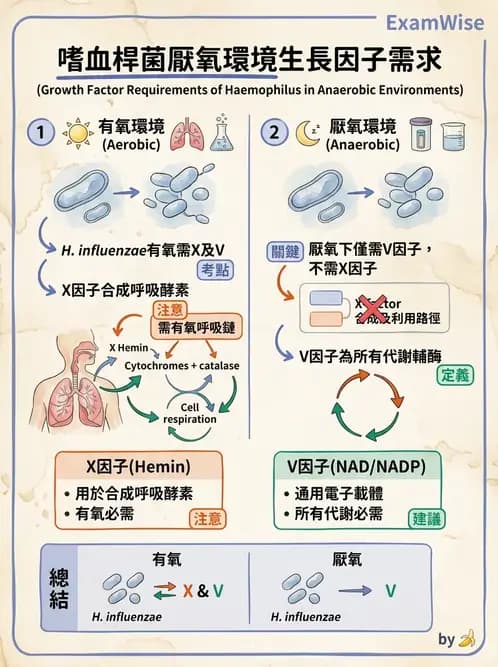 醫檢師 - 奈瑟菌與挑剔性革蘭氏陰性菌 - AI 圖文解析預覽