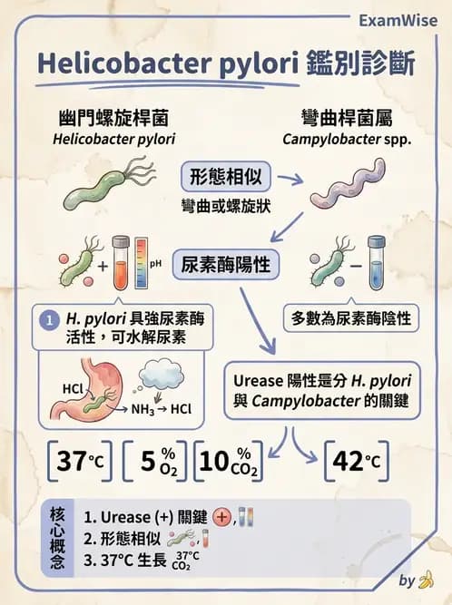 醫檢師 - 弧菌、氣單胞菌與彎曲菌 - AI 圖文解析預覽