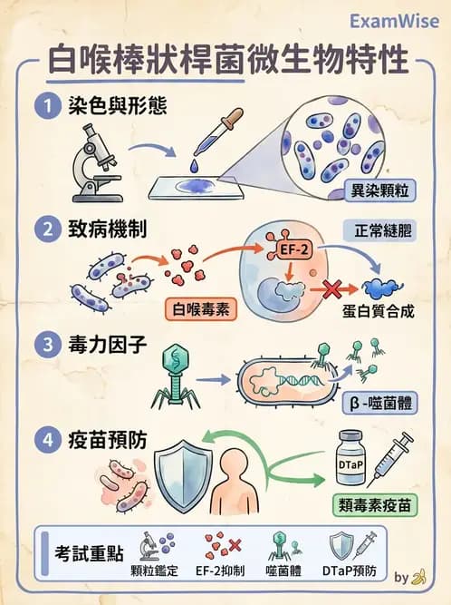 醫檢師 - 鏈球菌與其他革蘭氏陽性桿菌 - AI 圖文解析預覽