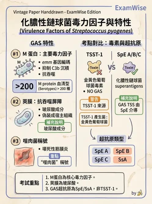 醫檢師 - 鏈球菌與其他革蘭氏陽性桿菌 - AI 圖文解析預覽