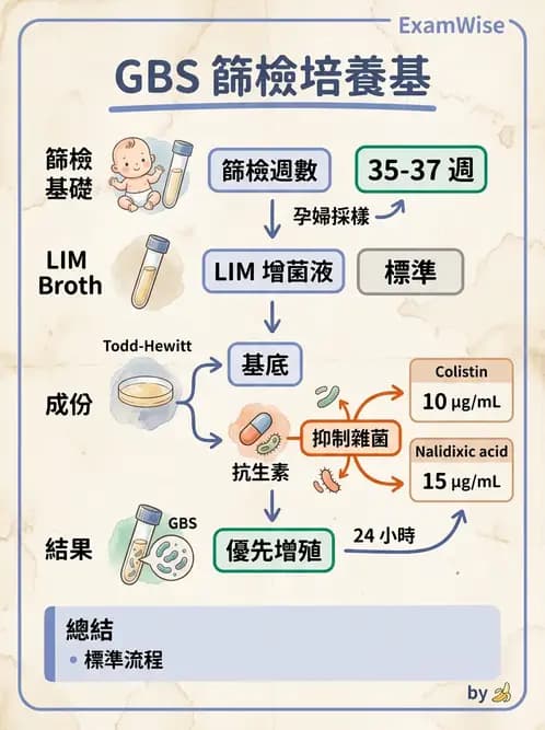 醫檢師 - 鏈球菌與其他革蘭氏陽性桿菌 - AI 圖文解析預覽