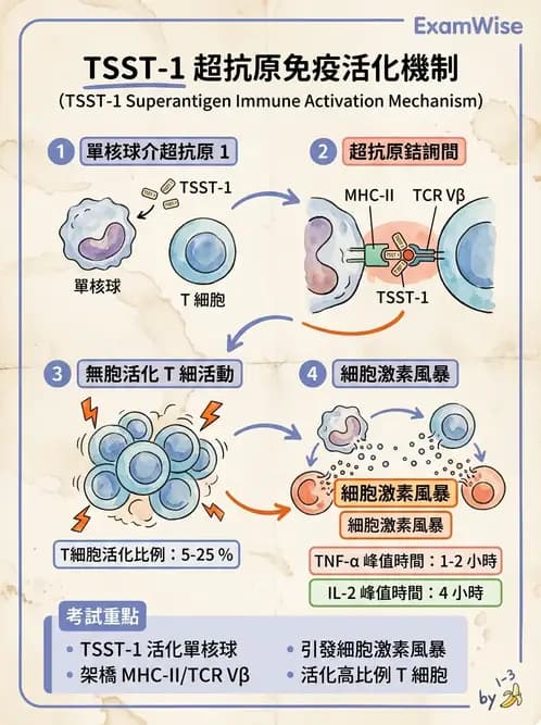 醫檢師 - 葡萄球菌與腸球菌 - AI 圖文解析預覽